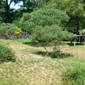 Safari lodge - african hunting dogs enclosure
