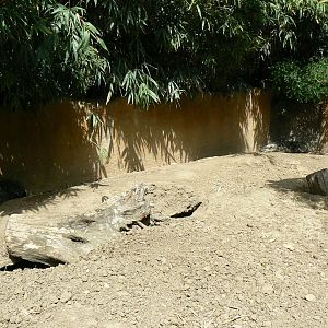 Safari lodge - crested porcupines enclosure (part of)
