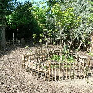 Safari lodge - red river hogs main enclosure