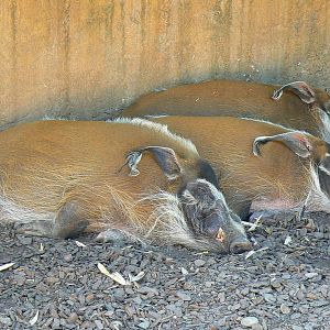 Safari lodge - red river hogs