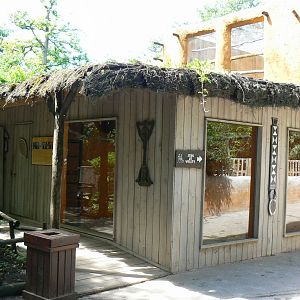 Safari lodge - grey parrots, senegal parrots and splendid glossy starlings