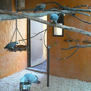 Safari lodge - grey parrots, senegal parrots and splendid glossy starlings