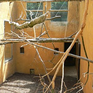 Safari lodge - grey parrots, senegal parrots and splendid glossy starlings