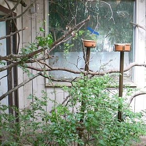 Safari lodge - Violet turacos, red bishops and harlequin quails