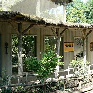 Safari lodge - Violet turacos, red bishops and harlequin quails