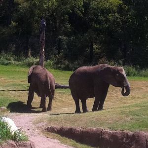 Savanna staying grassy:)