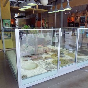 Islands Of Evolution - 3 Species