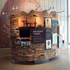 Islands Of Evolution - Baobab Trees