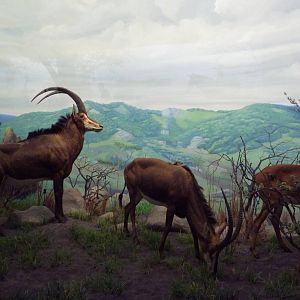 African Hall - Sable Antelope Diorama