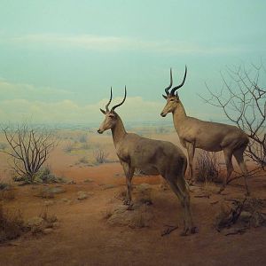 African Hall - Hunter's Hartebeest Diorama