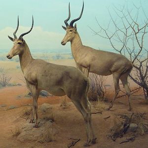 African Hall - Hunter's Hartebeest Diorama