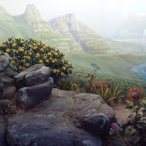 African Hall - Rock Hyrax/Steinbok Diorama