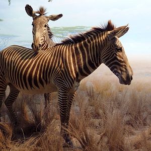 African Hall - Zebra Diorama