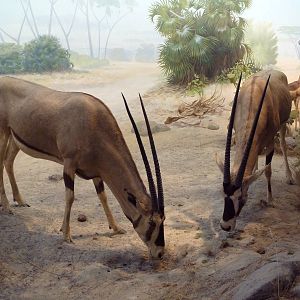 African Hall - Beisa Oryx/Gerenuk Diorama