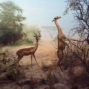 African Hall - Gerenuk Diorama