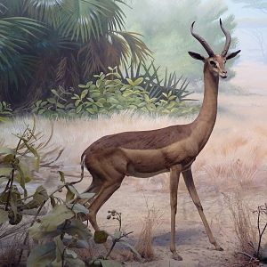African Hall - Gerenuk Diorama