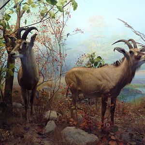 African Hall - Roan Antelope Diorama