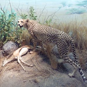 African Hall - Cheetah Diorama