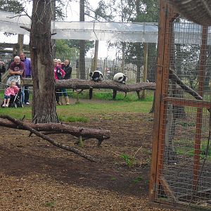 Lemur Woods - Black-and-White Ruffed Lemurs - 06/09/2011