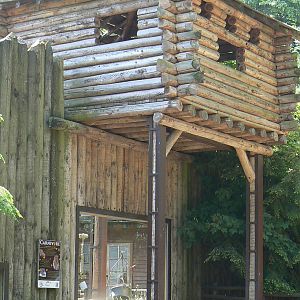 American forest and fort cheyenne - Eurasian lynx exhibit