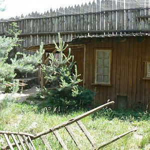 American forest and fort cheyenne - Eurasian lynx exhibit