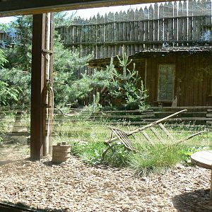 American forest and fort cheyenne - Eurasian lynx exhibit