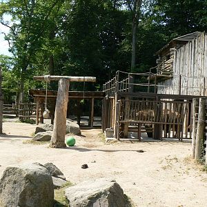 American forest and fort Cheyenne - American bisons exhibit