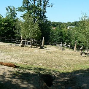 American forest and fort Cheyenne - American bisons exhibit