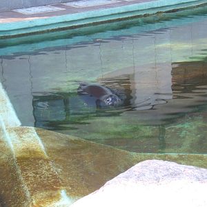 Baikal Seal (Pusa sibirica)