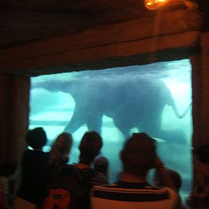 Elephant under water