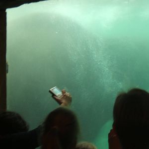 Elephant under water