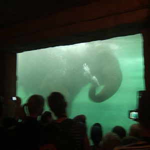 Elephant under water