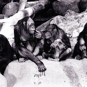 Chimp, Orangutan, and Misc