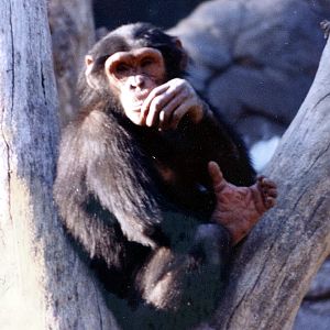 Chimp, Orangutan, and Misc