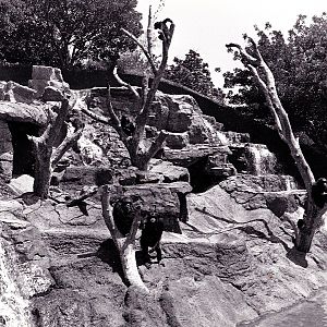 Chimp, Orangutan, and Misc