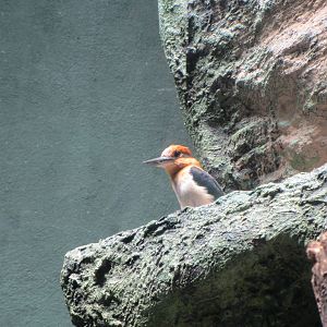 Guam Kingfisher