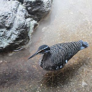 Sunbittern