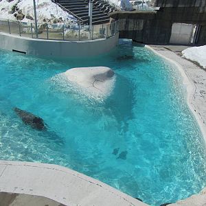 Walrus Habitat
