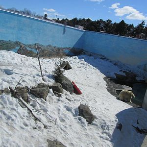 Polar Bear Exhibit
