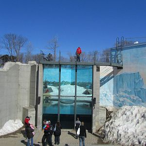 Underwater Viewing for Bears