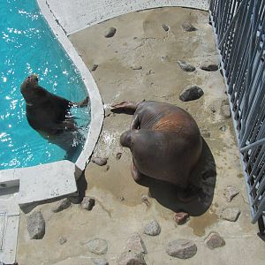 Walrus Habitat