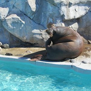 Pacific Walrus