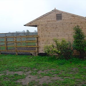 South America Viva - Capybaras - 06/09/2011