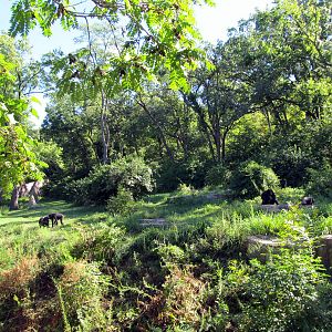 Chimpanzees in Huge Exhibit