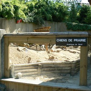 Black-tailed prairie dogs exhibit