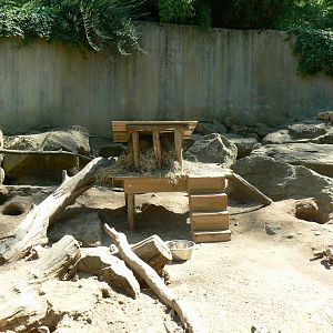 Black-tailed prairie dogs exhibit