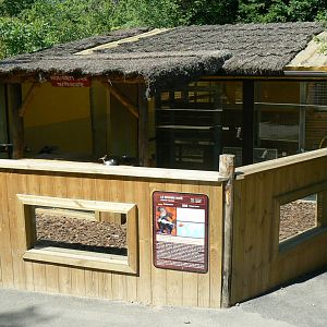 Striped skunks exhibit