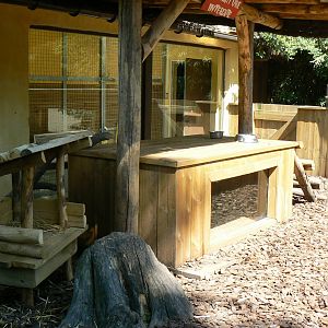Striped skunks exhibit