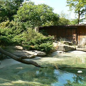 Canadian river otters exhibit