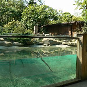 Canadian river otters exhibit